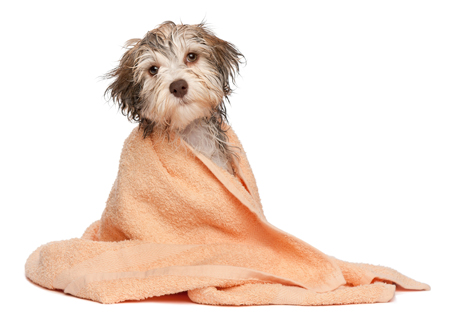 Dog Grooming in Fayetteville NC and Linden NC area